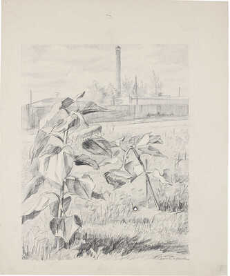 Чеботарёв Константин Константинович. Подсолнухи. Карабиха 